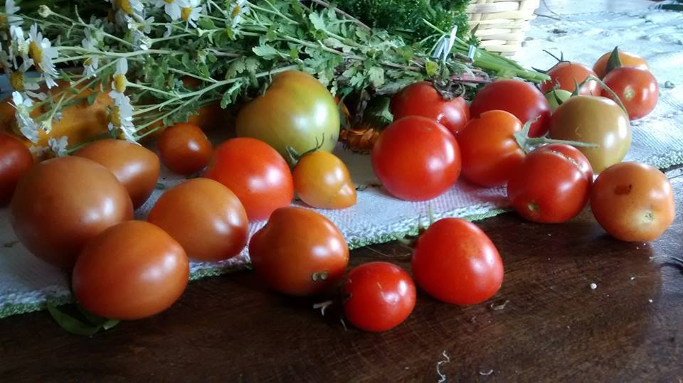 H. Tomaticos Bhavana
